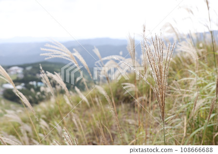 Scenery that Susuki shakes 108666688