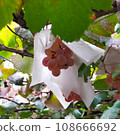 葡萄園 108666692