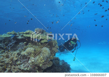Diver swimming in the sea of coral reefs, the sea of Okinawa 108666807