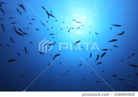 Fish swimming in schools Okinawa sea underwater photo 108666808