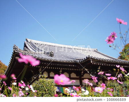 Hannya-ji Temple Main Hall shines against the blue sky 108666889