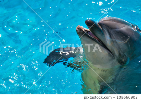 海豚露出它的臉 108666902