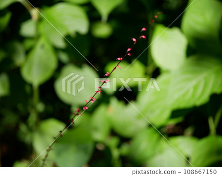 small red flowers of dogwood 108667150