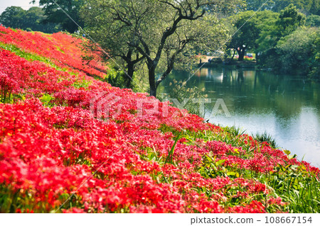 A cluster amaryllis of Gifu Tsuya River 108667154