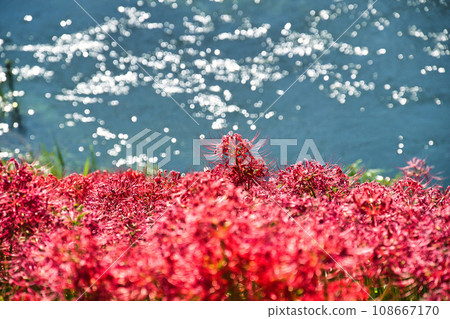 A cluster amaryllis of Gifu Tsuya River A cluster amaryllis of Gifu Tsuya River 108667170