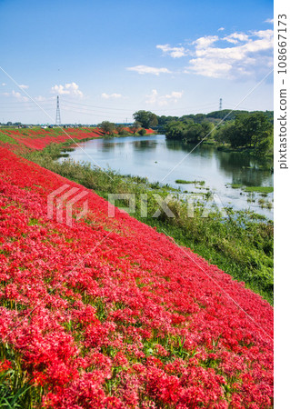 岐阜Tsuya河的群集孤挺花 108667173