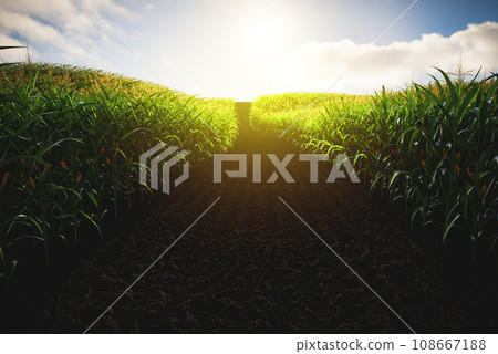 Green corn field with cobs at sunset. Corn plants 3D 108667188