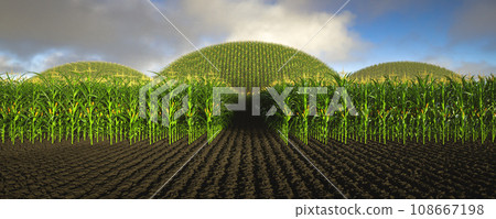 Agricultural field of corn with yellow cobs against a background of green hills and soil. Panorama of corn plants 3D 108667198