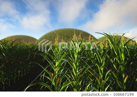 Agricultural field of corn with yellow cobs against a background of green hills and soil. Panorama of corn plants 3D 108667199