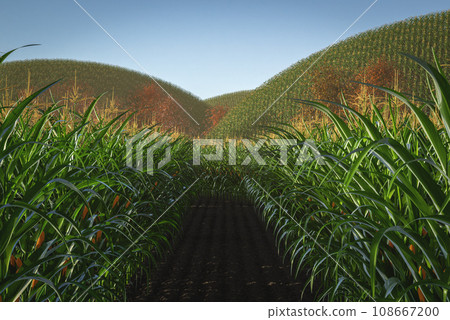 Agricultural field of corn with yellow cobs against a background of green hills and soil. Panorama of corn plants 3D 108667200