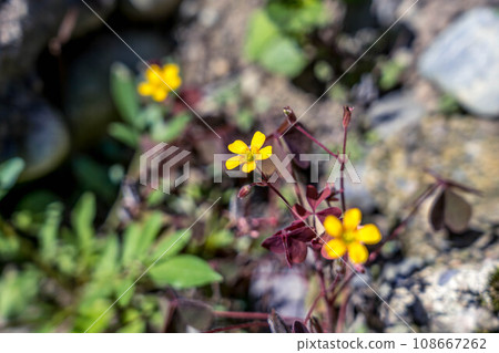 Autumn light and yellow flowers of oxalis 108667262