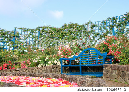 Spring rose garden Spring rose garden 108667340