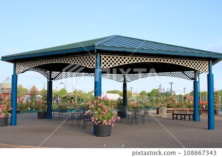 rose garden in the morning 108667343