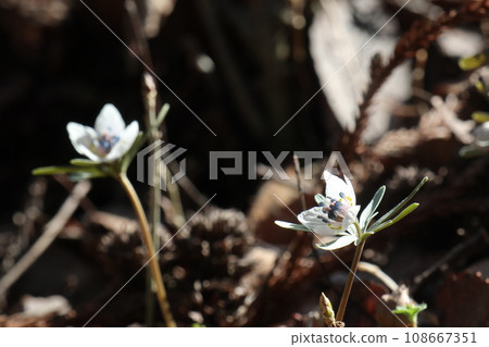 Setsubunsou blooms in the sunlight Setsubunsou blooms in the sunlight 108667351