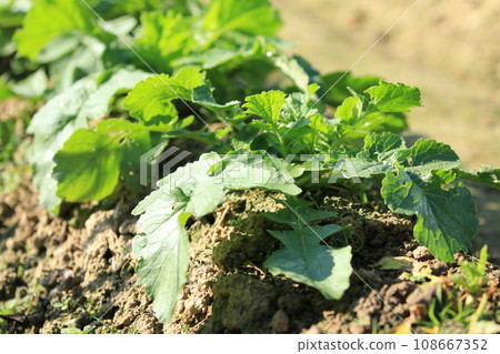 Radish grown in the home garden Radish grown in the home garden 108667352
