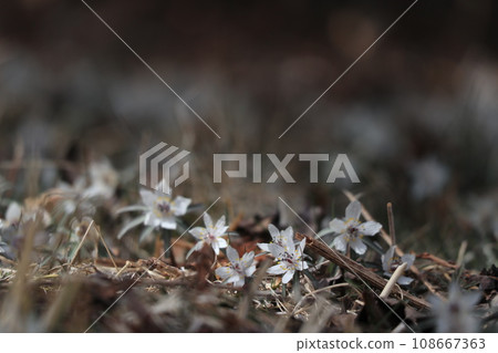 A small and adorable flower that heralds the arrival of spring. A small and adorable flower that heralds the arrival of spring. 108667363