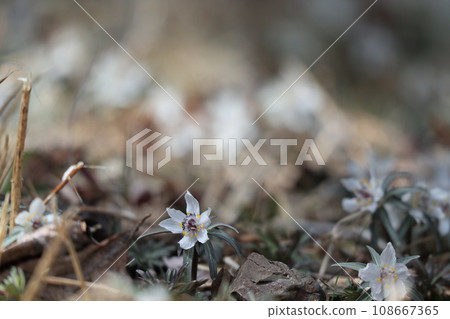 Small Setsubunsou flowers that bloom in early spring Small Setsubunsou flowers that bloom in early spring 108667365
