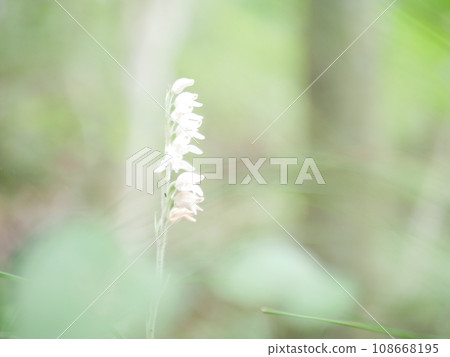 White little flower White little flower 108668195
