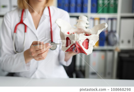 Gynecologist doctor holds model of bones of pelvic floor Gynecologist doctor holds model of bones of pelvic floor 108668298