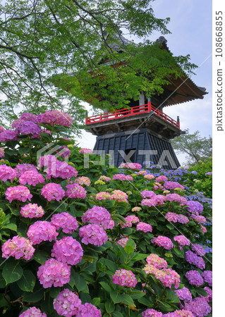 Hydrangeas and bell tower in the precincts of Nomanzan Nogoji Temple, Nagaiota, Kumagaya City, Saitama Prefecture, known as the Hydrangea Temple of Menuma Hydrangeas and bell tower in the precincts of Nomanzan Nogoji Temple, Nagaiota, Kumagaya City, Saitama Prefecture, known as the Hydrangea Temple of Menuma 108668855