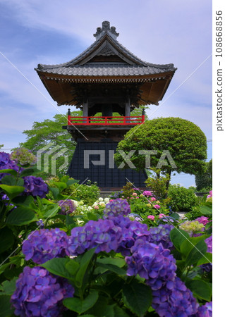 Hydrangeas and bell tower in the precincts of Nomanzan Nogoji Temple, Nagaiota, Kumagaya City, Saitama Prefecture, known as the Hydrangea Temple of Menuma Hydrangeas and bell tower in the precincts of Nomanzan Nogoji Temple, Nagaiota, Kumagaya City, Saitama Prefecture, known as the Hydrangea Temple of Menuma 108668856