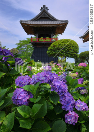 Hydrangeas and bell tower in the precincts of Nomanzan Nogoji Temple, Nagaiota, Kumagaya City, Saitama Prefecture, known as the Hydrangea Temple of Menuma Hydrangeas and bell tower in the precincts of Nomanzan Nogoji Temple, Nagaiota, Kumagaya City, Saitama Prefecture, known as the Hydrangea Temple of Menuma 108668857