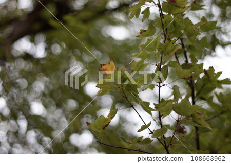 leaves and balls leaves and balls 108668962