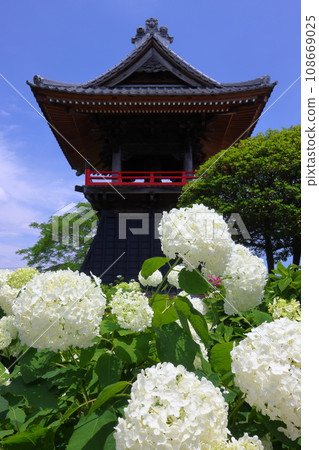 Nagaiota, Kumagaya City, Saitama Prefecture, white hydrangea Annabelle and bell tower in the precincts of Nomanzan Nogoji Temple, which is said to be the hydrangea temple of Menuma. Nagaiota, Kumagaya City, Saitama Prefecture, white hydrangea Annabelle and bell tower in the precincts of Nomanzan Nogoji Temple, which is said to be the hydrangea temple of Menuma. 108669025