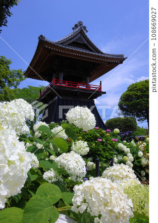Nagaiota, Kumagaya City, Saitama Prefecture, white hydrangea Annabelle and bell tower in the precincts of Nomanzan Nogoji Temple, which is said to be the hydrangea temple of Menuma. Nagaiota, Kumagaya City, Saitama Prefecture, white hydrangea Annabelle and bell tower in the precincts of Nomanzan Nogoji Temple, which is said to be the hydrangea temple of Menuma. 108669027