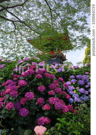 Hydrangeas and bell tower in the precincts of Nomanzan Nogoji Temple, Nagaiota, Kumagaya City, Saitama Prefecture, known as the Hydrangea Temple of Menuma 108669159