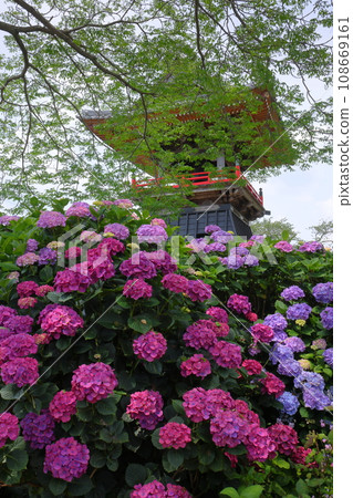 Hydrangeas and bell tower in the precincts of Nomanzan Nogoji Temple, Nagaiota, Kumagaya City, Saitama Prefecture, known as the Hydrangea Temple of Menuma Hydrangeas and bell tower in the precincts of Nomanzan Nogoji Temple, Nagaiota, Kumagaya City, Saitama Prefecture, known as the Hydrangea Temple of Menuma 108669161