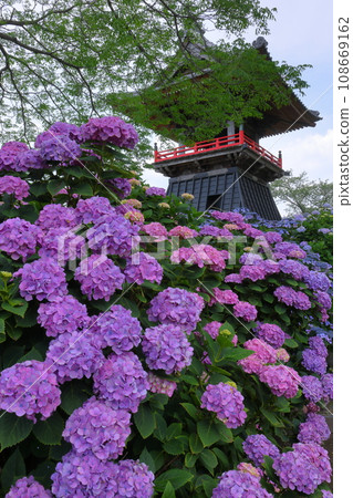 Hydrangeas and bell tower in the precincts of Nomanzan Nogoji Temple, Nagaiota, Kumagaya City, Saitama Prefecture, known as the Hydrangea Temple of Menuma Hydrangeas and bell tower in the precincts of Nomanzan Nogoji Temple, Nagaiota, Kumagaya City, Saitama Prefecture, known as the Hydrangea Temple of Menuma 108669162