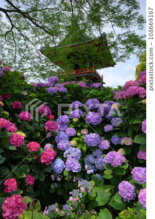 Hydrangeas and bell tower in the precincts of Nomanzan Nogoji Temple, Nagaiota, Kumagaya City, Saitama Prefecture, known as the Hydrangea Temple of Menuma Hydrangeas and bell tower in the precincts of Nomanzan Nogoji Temple, Nagaiota, Kumagaya City, Saitama Prefecture, known as the Hydrangea Temple of Menuma 108669167