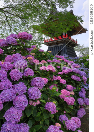 Hydrangeas and bell tower in the precincts of Nomanzan Nogoji Temple, Nagaiota, Kumagaya City, Saitama Prefecture, known as the Hydrangea Temple of Menuma 108669169