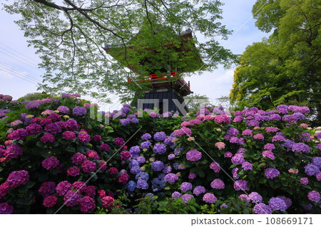Hydrangeas and bell tower in the precincts of Nomanzan Nogoji Temple, Nagaiota, Kumagaya City, Saitama Prefecture, known as the Hydrangea Temple of Menuma Hydrangeas and bell tower in the precincts of Nomanzan Nogoji Temple, Nagaiota, Kumagaya City, Saitama Prefecture, known as the Hydrangea Temple of Menuma 108669171