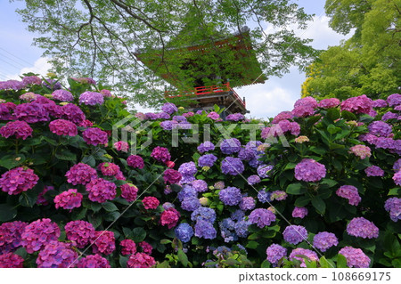 Hydrangeas and bell tower in the precincts of Nomanzan Nogoji Temple, Nagaiota, Kumagaya City, Saitama Prefecture, known as the Hydrangea Temple of Menuma Hydrangeas and bell tower in the precincts of Nomanzan Nogoji Temple, Nagaiota, Kumagaya City, Saitama Prefecture, known as the Hydrangea Temple of Menuma 108669175