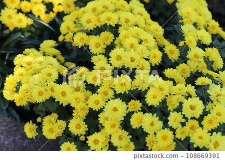 秋季花園中盛開的黃色噴霧 giku 花 108669391