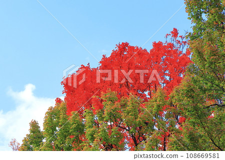 Refreshing blue sky and bright red and green plane trees Refreshing blue sky and bright red and green plane trees 108669581