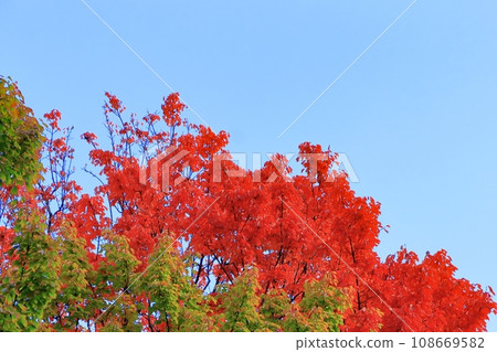 Clear blue skies and bright red and green plane trees Clear blue skies and bright red and green plane trees 108669582