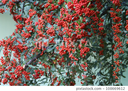 Small red berries of pyracantha growing in the autumn park 108669612
