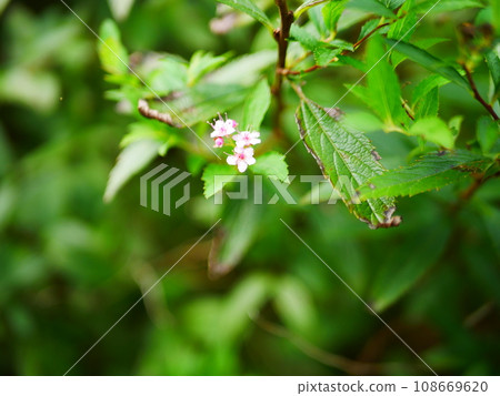 small white wildflowers small white wildflowers 108669620