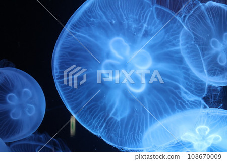 美麗的藍色水母 美麗的藍色水母 108670009