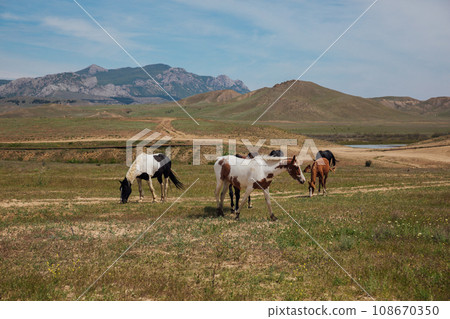 a herd of horses graze in a meadow in nature in a mountainous area a herd of horses graze in a meadow in nature in a mountainous area 108670350