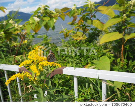 Yellowtail and solitary butterfly 108670400