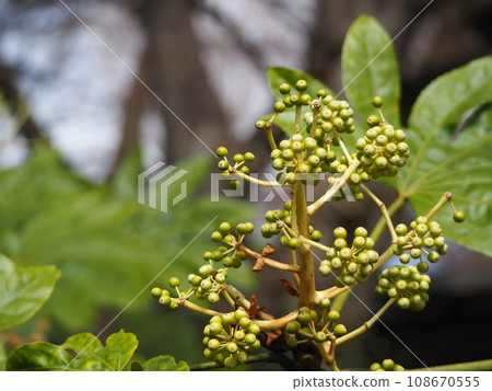 photo of japonica fruit 108670555