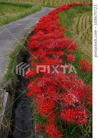 The road where cluster amaryllis blooms The road where cluster amaryllis blooms 108670721