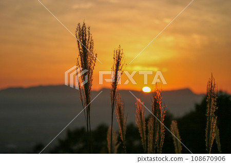 沐浴在夕陽下的潘帕斯草 108670906