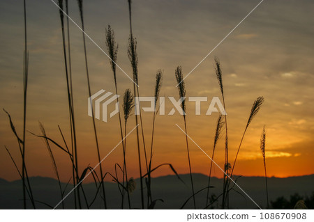 沐浴在夕陽下的潘帕斯草 沐浴在夕陽下的潘帕斯草 108670908