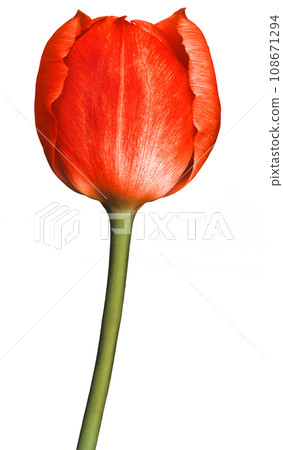 Red tulip flower on white isolated background with clipping path. Closeup. For design. Nature. Red tulip flower on white isolated background with clipping path. Closeup. For design. Nature. 108671294