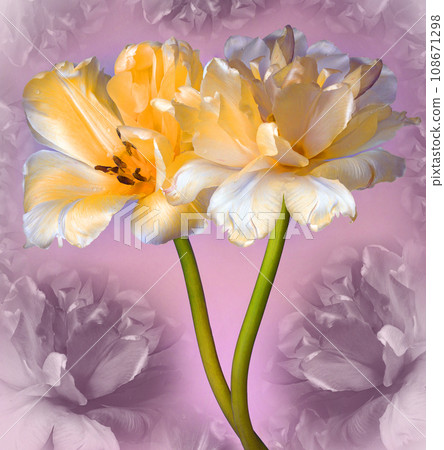 Yellow  tulips flowers.  Floral    background.  Closeup. Nature. 108671298